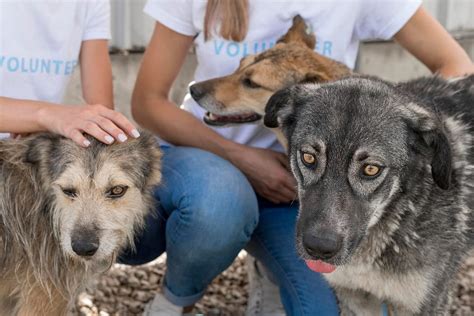 Humane society miami - Alex de Minaur and his long-time girlfriend, Katie Boulter, recently visited the Humane Society of Greater Miami, a not-for-profit organization that rescues and shelters animals. …